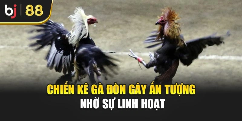 Chiến kê gà đòn gây ấn tượng nhờ sự linh hoạt