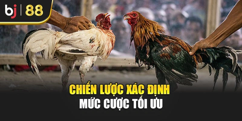 Chiến lược xác định mức cược tối ưu