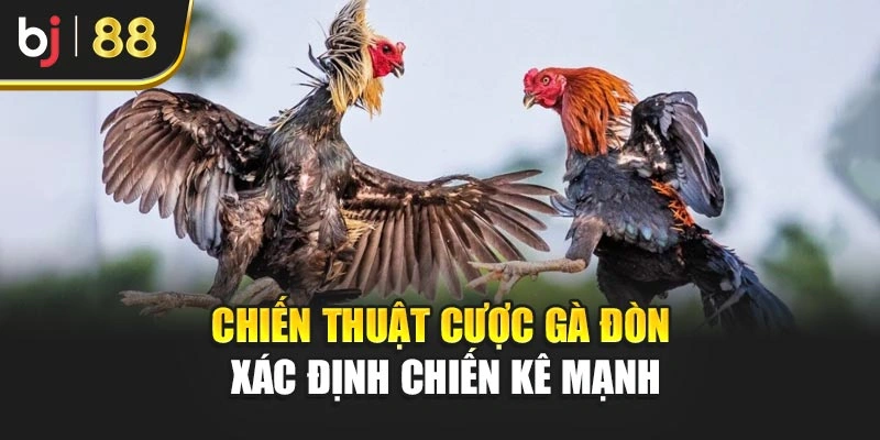 Chiến thuật cược gà đòn xác định chiến kê mạnh