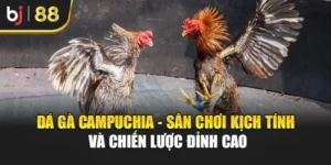 Đá Gà Campuchia - Sân Chơi Kịch Tính Và Chiến Lược Đỉnh Cao