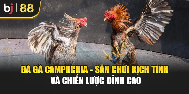 Đá Gà Campuchia - Sân Chơi Kịch Tính Và Chiến Lược Đỉnh Cao