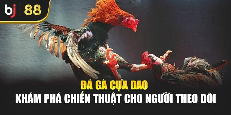 Đá Gà Cựa Dao - Khám Phá Chiến Thuật Cho Người Theo Dõi