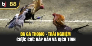 Đá Gà Thomo - Trải Nghiệm Cược Cực Hấp Dẫn Và Kịch Tính