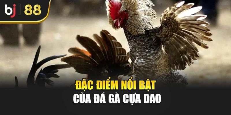 Đặc điểm nổi bật của đá gà cựa dao