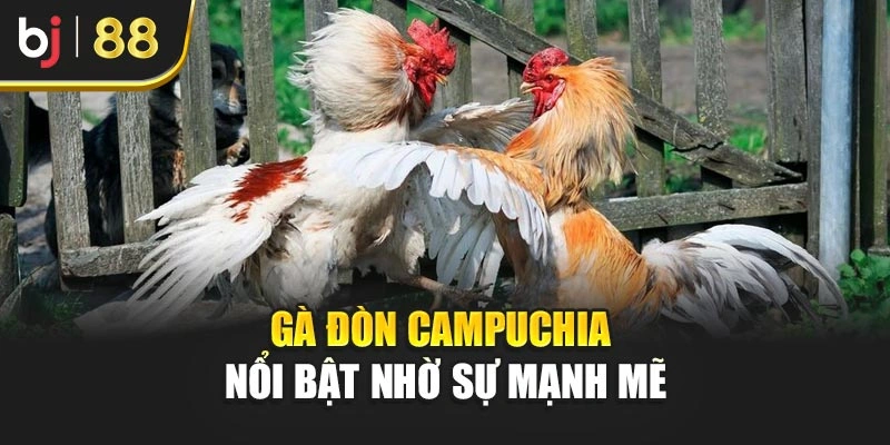 Gà đòn Campuchia nổi bật nhờ sự mạnh mẽ