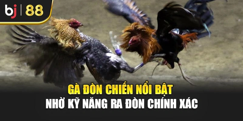 Gà đòn chiến nổi bật nhờ kỹ năng ra đòn chính xác