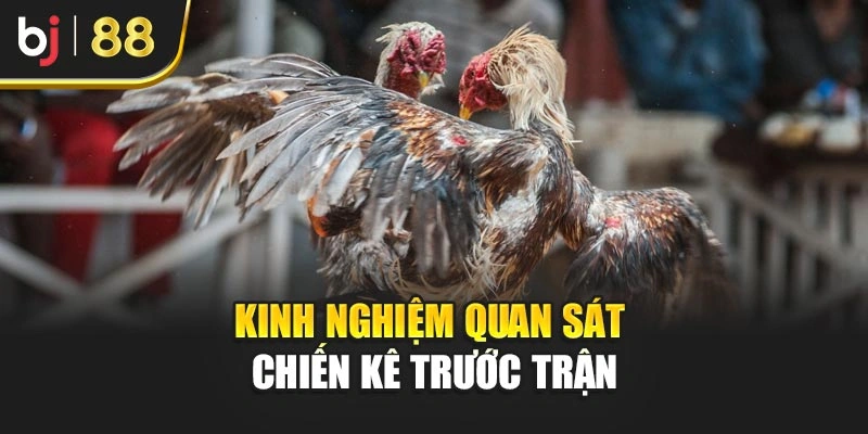 Kinh nghiệm quan sát chiến kê trước trận