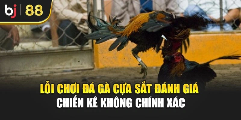 Lỗi chơi đá gà cựa sắt đánh giá chiến kê không chính xác