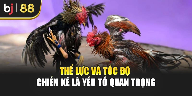 Thể lực và tốc độ chiến kê là yếu tố quan trọng