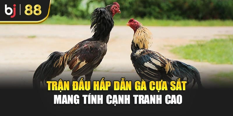 Trận đấu hấp dẫn gà cựa sắt mang tính cạnh tranh cao