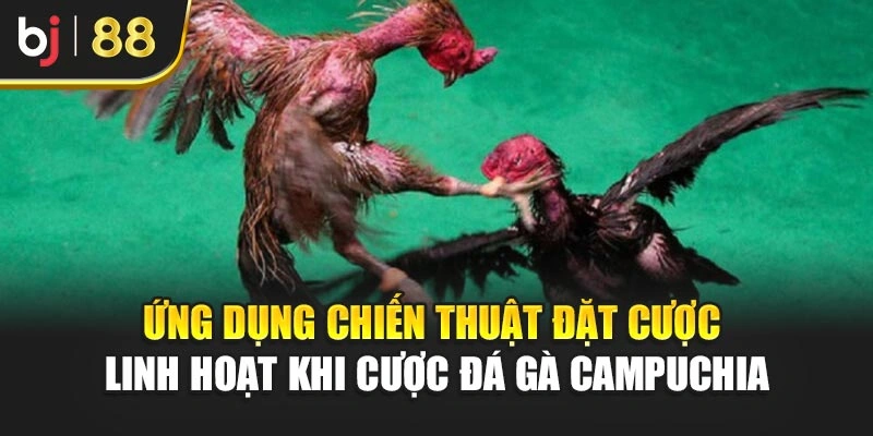 Ứng dụng chiến thuật đặt cược linh hoạt khi cược đá gà Campuchia